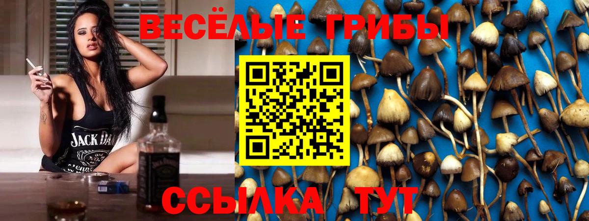 Галлюциногенные грибы Psilocybe Горячий Ключ